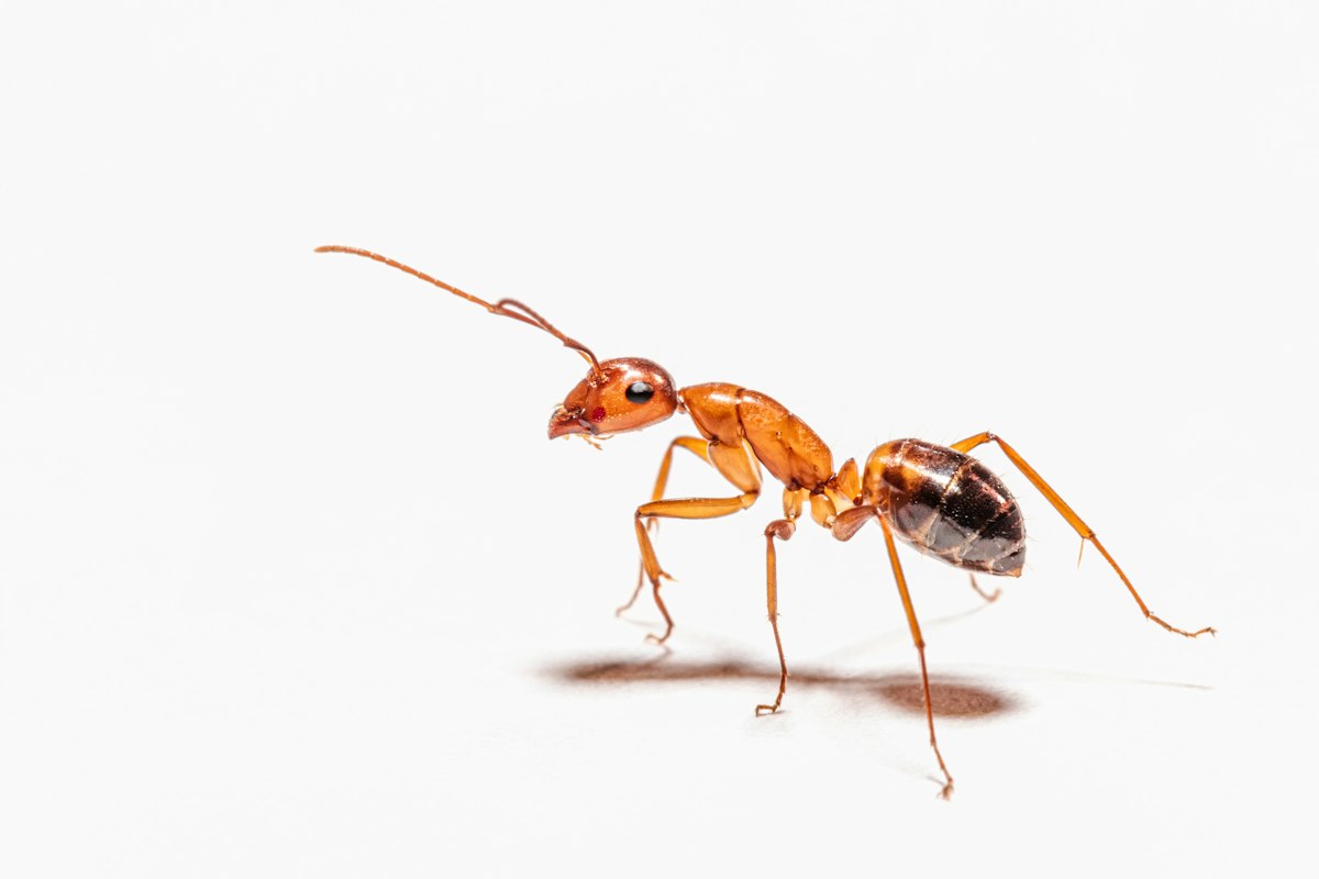 Close-up of an ant