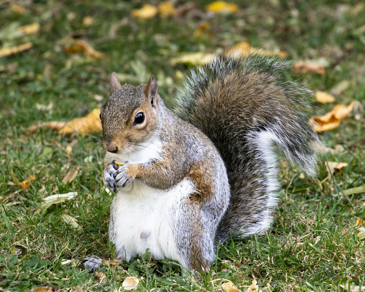 Gray squirrel in a yard